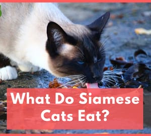 What Do Siamese Cats Eat
