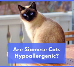 Are Siamese Cats Hypoallergenic