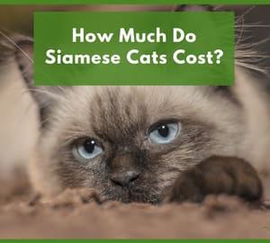 How Much Do Siamese Cats Cost