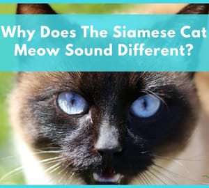 Why Does The Siamese Cat Meow Sound Different
