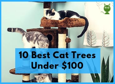 10 Best Cat Trees Under $100