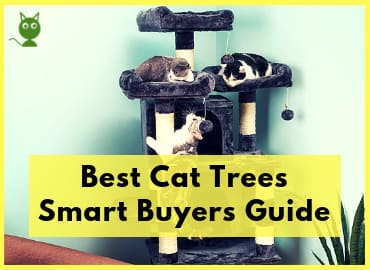 Best Cat Trees Smart Buyers Guide