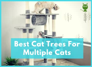 Best Cat Trees For Multiple Cats