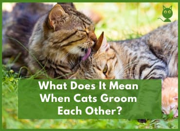 What Does It Mean When Cats Groom Each Other