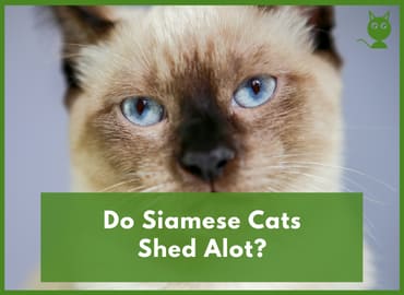 Do Siamese Cats Shed Alot