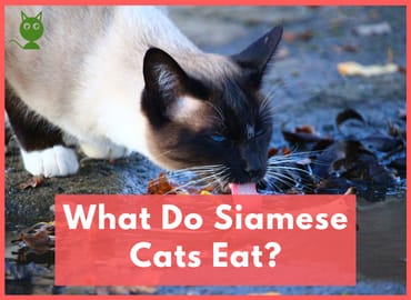 What Do Siamese Cats Eat