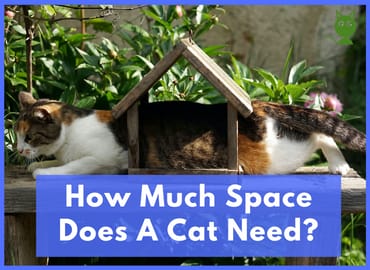 How Much Space Does A Cat Need