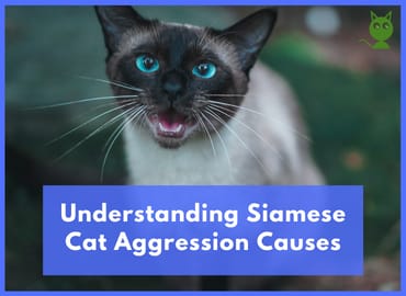 Understanding Siamese Cat Aggression Causes