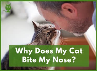 Why Does My Cat Bite My Nose