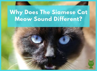 Why Does The Siamese Cat Meow Sound Different