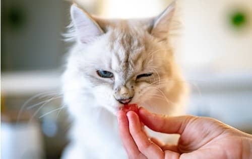 Keep Them Fed Well And With The Right Foods