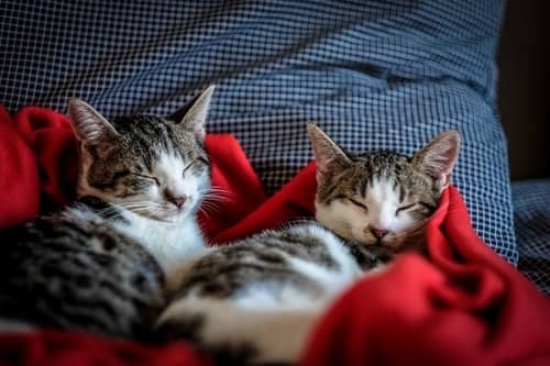 If At All Possible Keep Your Cat Indoors