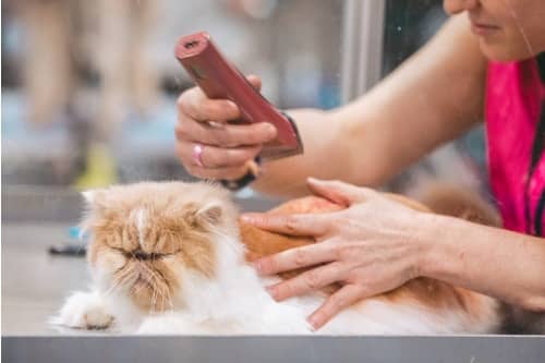 Consider using a professional groomer instead