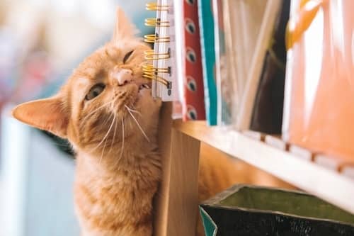 Why Do Cats Like To Scratch Furniture In The First Place