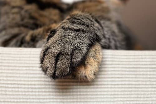 Why You Shouldn’t Declaw Your Cat