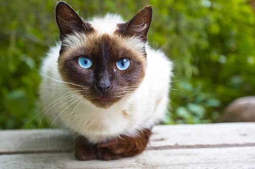 Disease Can Play A Huge Role In Siamese Cat Lifespan