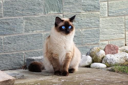 Do siamese cats shed more than other breeds