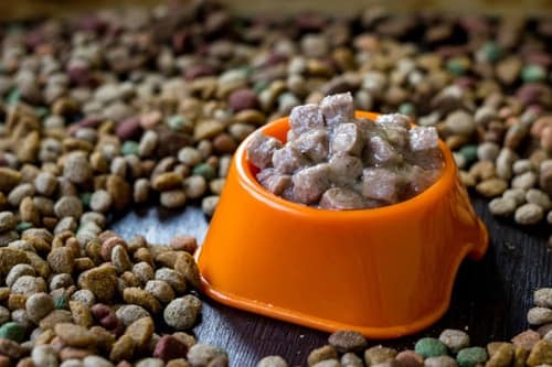 dry food vs wet food