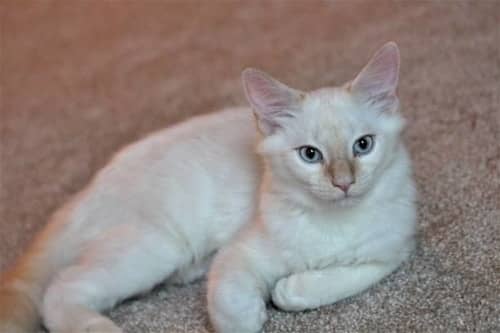 More Information On Flame Point Siamese Cats