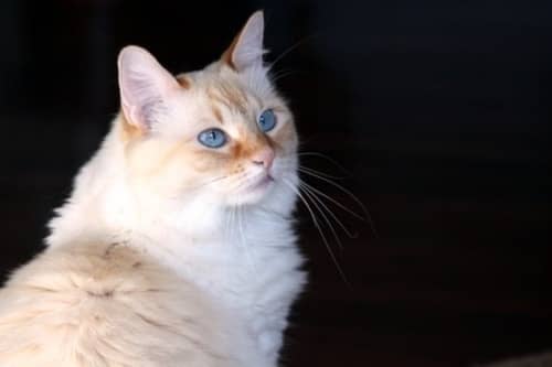 The Flame Point Siamese Cat Personality
