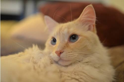 The Flame Point Siamese Cat - What Is It
