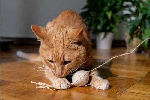Your Cat Enjoys Chewing Things