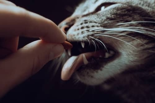 Your Cat Smells Food On Your Hand