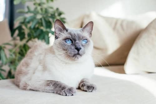 blue-point-siamse-cat