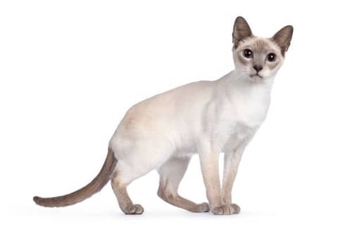 lilac-point-siamese-cat