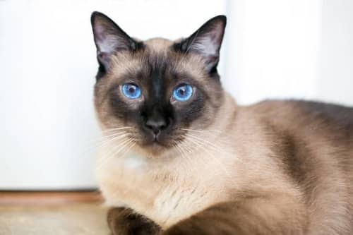 seal-point-siamese-cat