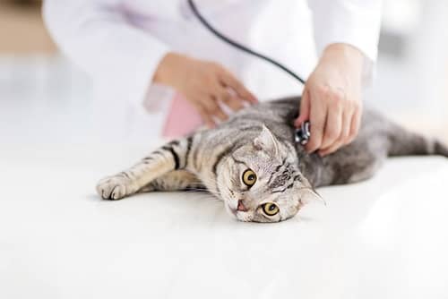 Go To The Vet On A Regular Basis