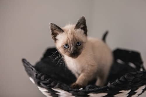 The Factors Determining The Lifespan Of A Siamese Cat