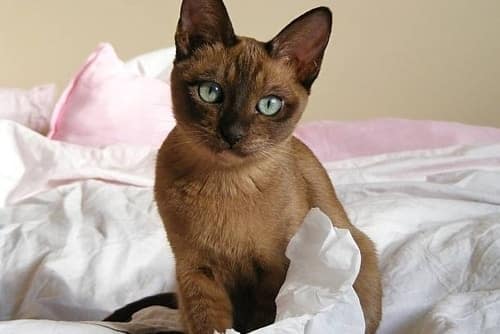why-are-siamese-cats-are-costly