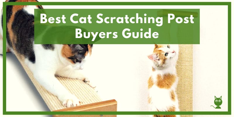 Best Cat Scratching Post Post Buyers Guide Best Cat Scratching Post Post Buyers Guide