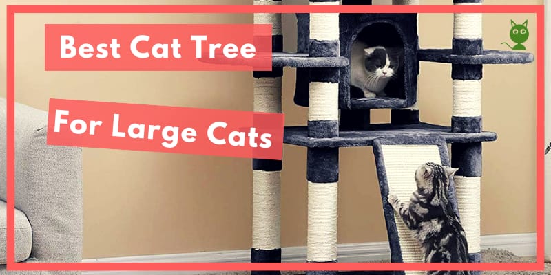 Best Cat Tree For Large Cats Best Cat Tree For Large Cats