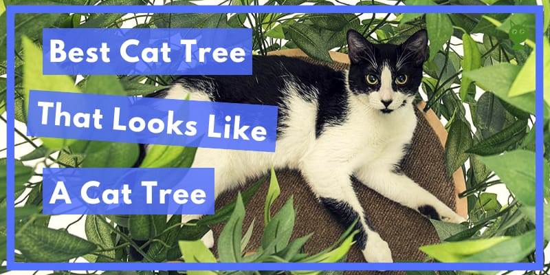 Best Cat Tree That Looks Like A Cat Tree Buyers Guide