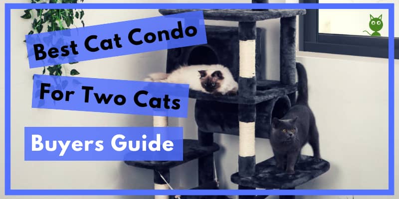 Best Cat Condo For Two Cats