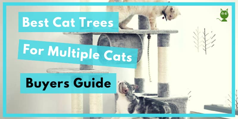 Best Cat Trees For Multiple Cats Post Post Image