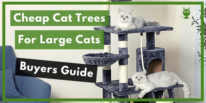 Cheap Cat Trees For Large Cats Buyers Guide