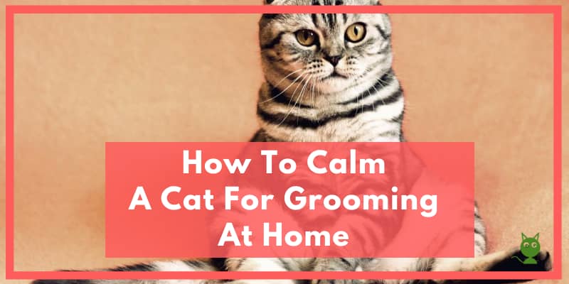 How To Calm A Cat For Grooming At Home 