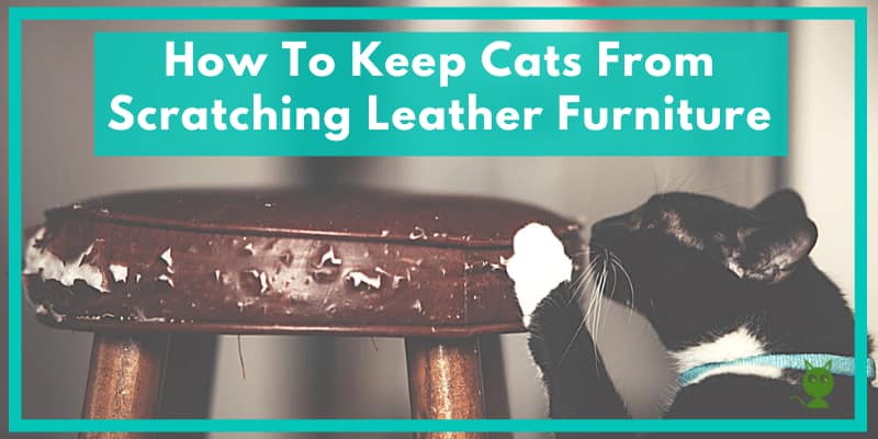 How To Keep Cats From Scratching Leather Furniture