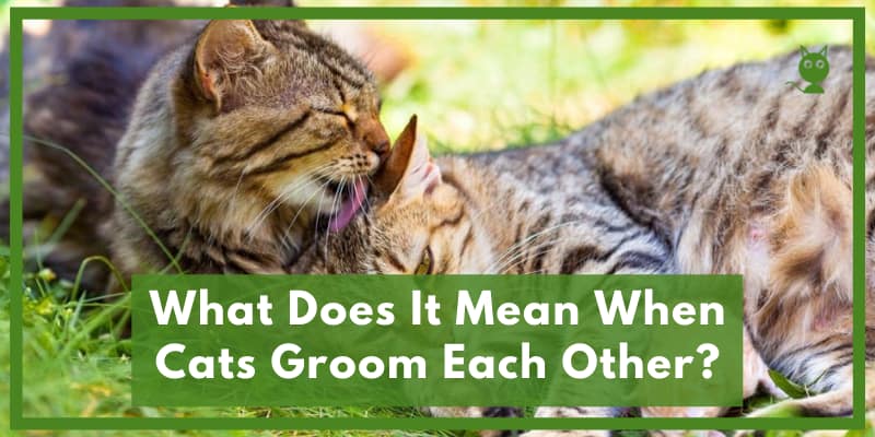 What Does It Mean When Cats Groom Each Other(feature image)