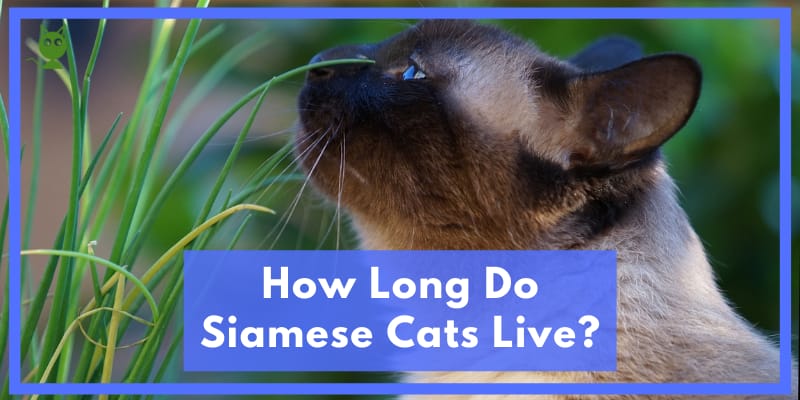 How Long Do Siamese Cats Live