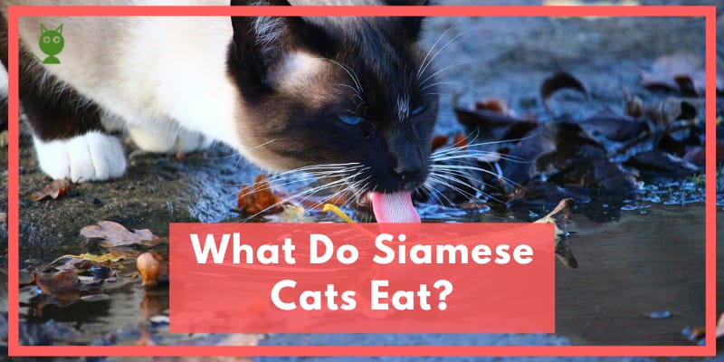 What Do Siamese Cats Eat