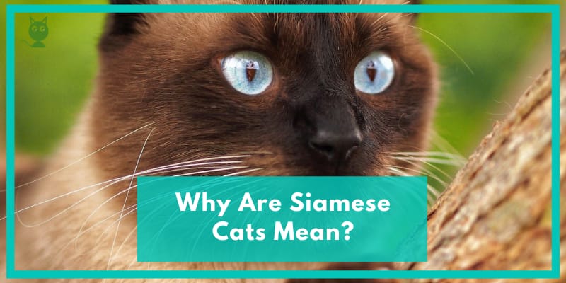 Why Are Siamese Cats Mean