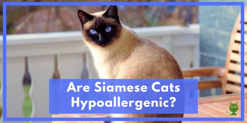 Are Siamese Cats Hypoallergenic