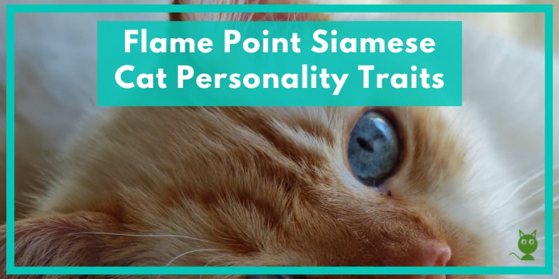 Flame Point Siamese Cat Personality Traits