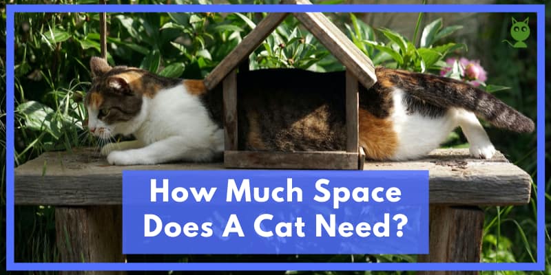 how much space does a cat need