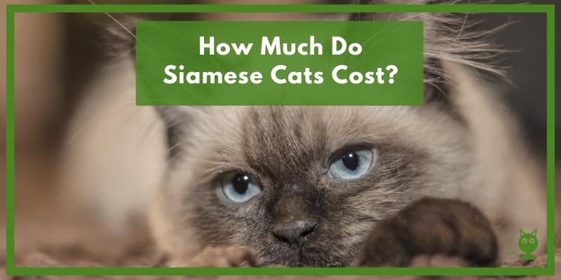 How Much Do Siamese Cats Cost