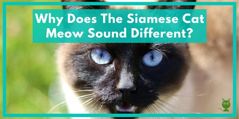 Why Does The Siamese Cat Meow Sound Different